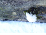 Drop of Snow