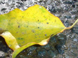 Leaf on Road
