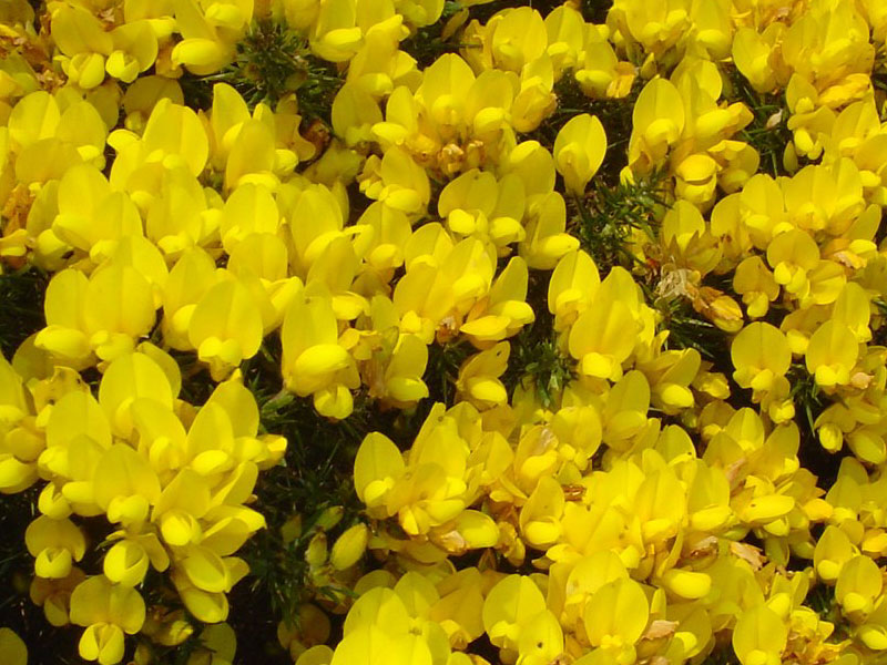 Yellow Flowers
